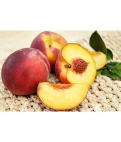 Gelbfleischiger Pfirsich 11 Gelbfleischiger Pfirsich -Garten Werk Zone 7728843 PR FS 001 GelbfleischigerPfirsichPixabay