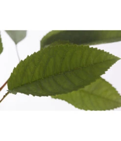 Winterapfel 'Pinova' 13 Winterapfel 'Pinova' -Garten Werk Zone 7729361 PR DE 001 ApfelPinovaMalusBusch95LiterDehnerExpressZS