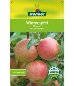 Winterapfel 'Pinova' 14 Winterapfel 'Pinova' -Garten Werk Zone 7729361 WinterapfelPinova Etikett 1