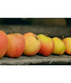 Winterapfel 'Pinova' 11 Winterapfel 'Pinova' -Garten Werk Zone 7729403 WE MO 001 ApfelPinovaPixabay