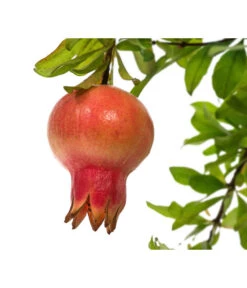 Granatapfel 7 Granatapfel -Garten Werk Zone 7733470 PR DE 001 PunicaGranatapfelDehnerExpressHerzig