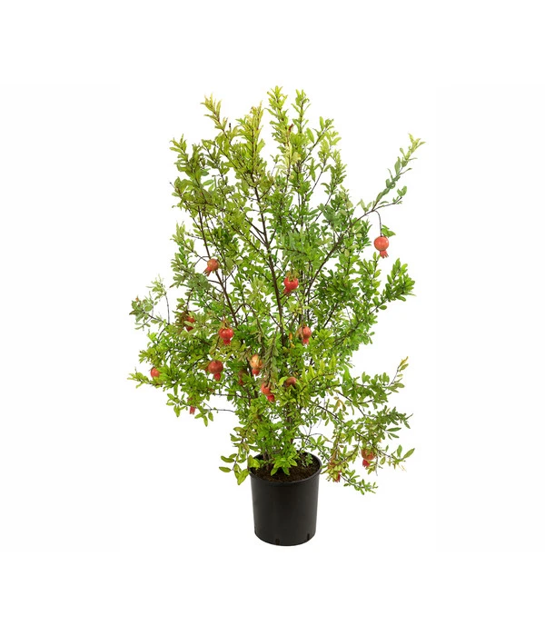 Granatapfel 4 Granatapfel – Bild 2