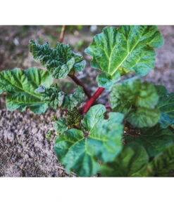 Dehner Gourmet Garten Himbeer-Rhabarber 9 Dehner Gourmet Garten Himbeer-Rhabarber -Garten Werk Zone 7736028 PR 001 RheumRhabarberPixabay