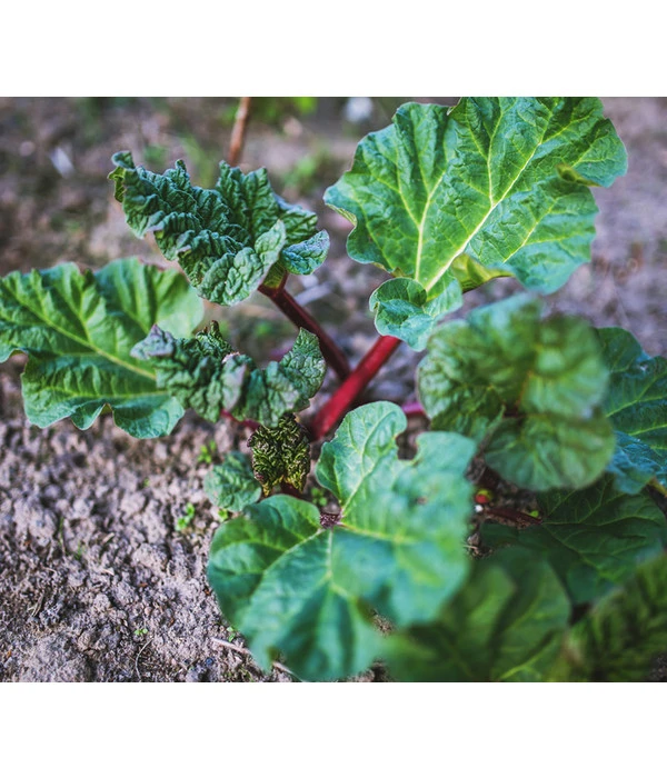 Dehner Gourmet Garten Himbeer-Rhabarber 6 Dehner Gourmet Garten Himbeer-Rhabarber – Bild 4