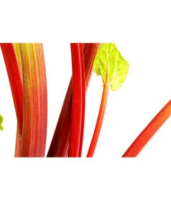 Dehner Gourmet Garten Himbeer-Rhabarber 8 Dehner Gourmet Garten Himbeer-Rhabarber -Garten Werk Zone 7736028 PR DE 002 RhabarberHimbeere2LiterDehnerExpressHerzig