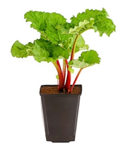 Ausgewählte Produkte -Garten Werk Zone 7736028 PR FS 002 RhabarberHimbeere2LiterDehnerExpressHerzig