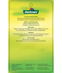 Kirschen-Duo 'Regina/Napoleon' 13 Kirschen-Duo 'Regina/Napoleon' -Garten Werk Zone 7738792 Suesskirschen DuoReginaNapoleon Etikett 2