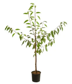 Kirschen-Duo 'Regina/Napoleon' 9 Kirschen-Duo 'Regina/Napoleon' -Garten Werk Zone 7738792 WE FS 001 PrunusKirscheDuoReginaNapoleon