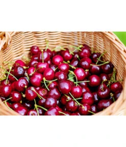 Kirschen-Duo 'Regina/Napoleon' 10 Kirschen-Duo 'Regina/Napoleon' -Garten Werk Zone 7738792 WE MO 001 KirschenDuoReginaNapoleon Pixabay