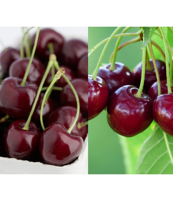 Kirschen-Duo 'Regina/Merchant' 3 Kirschen-Duo 'Regina/Merchant'