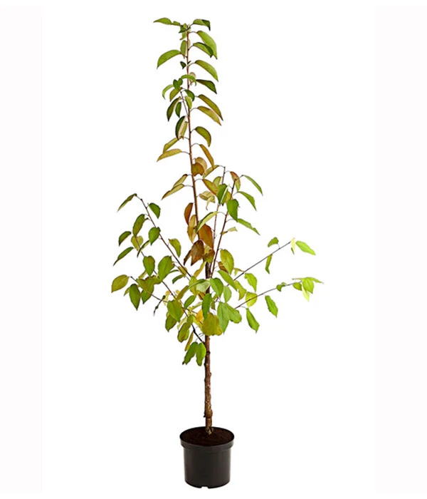 Kirschen-Duo 'Regina/Merchant' 4 Kirschen-Duo 'Regina/Merchant' – Bild 2