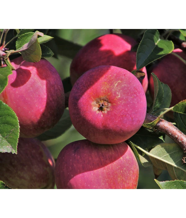 Garten Werk Zone 19 Garten Werk Zone -Garten Werk Zone 7744907 WE DE 001 MalusRosetteApfelRotfleischig