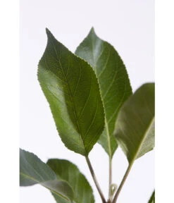 Sommerapfel 'Roter James Grieve' 9 Sommerapfel 'Roter James Grieve' -Garten Werk Zone 7745730 PR DE 001 ApfelRoterJamesGrieveMalusBusch95LiterDehnerExpressZS