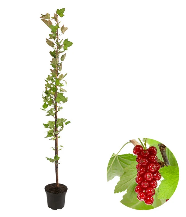 Rote Säulenjohannisbeere 3 Rote Säulenjohannisbeere