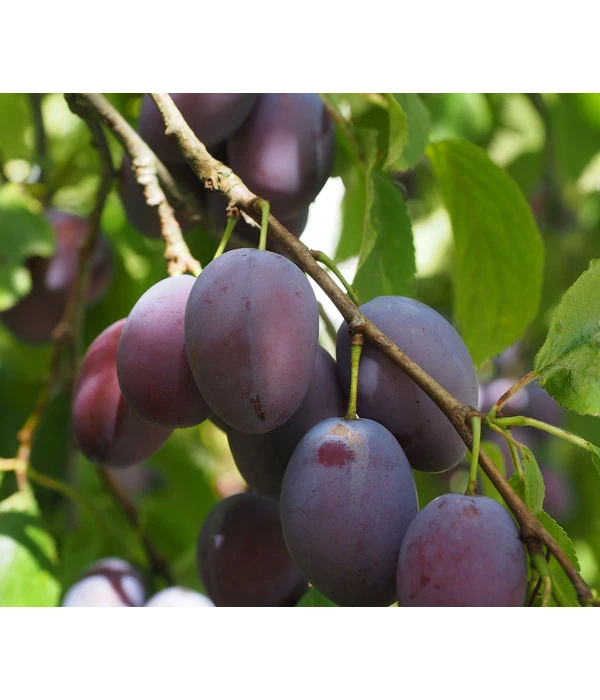 Zwetschge 'Kulinaria-Toptaste' 3 Zwetschge 'Kulinaria-Toptaste'