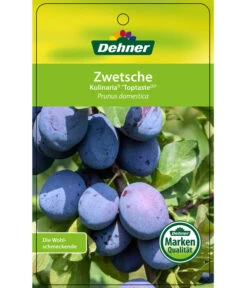 Zwetschge 'Kulinaria-Toptaste' 8 Zwetschge 'Kulinaria-Toptaste' -Garten Werk Zone 7763881 ZwetscheKulinariaToptaste Etikett 1