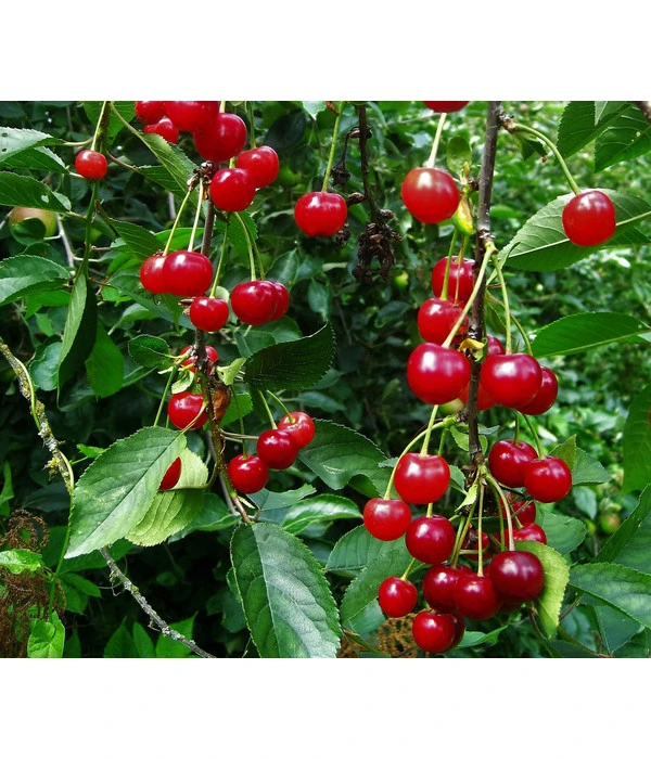 Sauerkirsche 'Ungarische Traubige', Busch 3 Sauerkirsche 'Ungarische Traubige', Busch