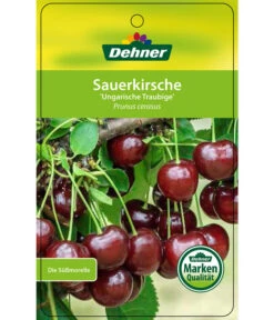 Sauerkirsche 'Ungarische Traubige', Busch 8 Sauerkirsche 'Ungarische Traubige', Busch -Garten Werk Zone 7769813 SauerkirscheUngarischeTraubige Etikett 1