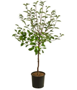 Sauerkirsche 'Vowi' 7 Sauerkirsche 'Vowi' -Garten Werk Zone 7773765 WE FS 001 PrunusSauerkirscheVowi