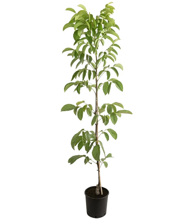 Weinheimer Walnuss Klon 139 4 Weinheimer Walnuss Klon 139 – Bild 2