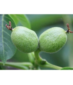 Weinheimer Walnuss Klon 139 7 Weinheimer Walnuss Klon 139 -Garten Werk Zone 7776818 WE DE WeinheimerWalnussKlon139Pixabay