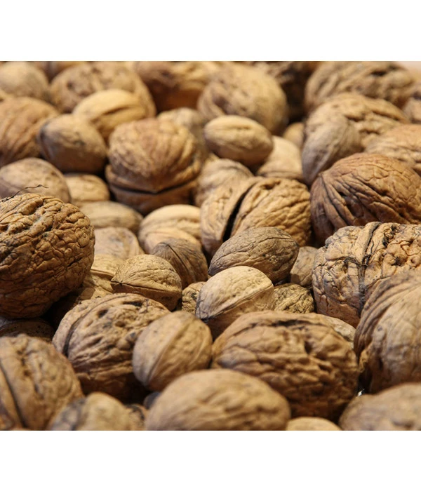 Weinheimer Walnuss Klon 139 3 Weinheimer Walnuss Klon 139