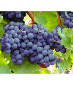 Ausgewählte Produkte 7 Dehner Gourmet Garten Tafeltraube 'Muscat Blue'