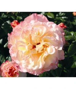 Edelrose 'Aquarell®', Stämmchen 5 Edelrose 'Aquarell®', Stämmchen -Garten Werk Zone 7803349 WE DE 001 NostalgieEdelroseAquarellTantauGelbKirschrotRet