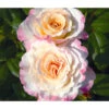 Edelrose 'Aquarell®', Stämmchen 1 Edelrose 'Aquarell®', Stämmchen -Garten Werk Zone 7803349 WE DE 002 NostalgieEdelroseAquarellTantauGelbKirschrotRet