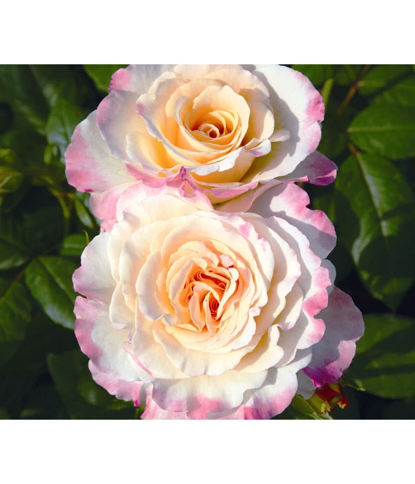 Edelrose 'Aquarell®', Stämmchen 3 Edelrose 'Aquarell®', Stämmchen