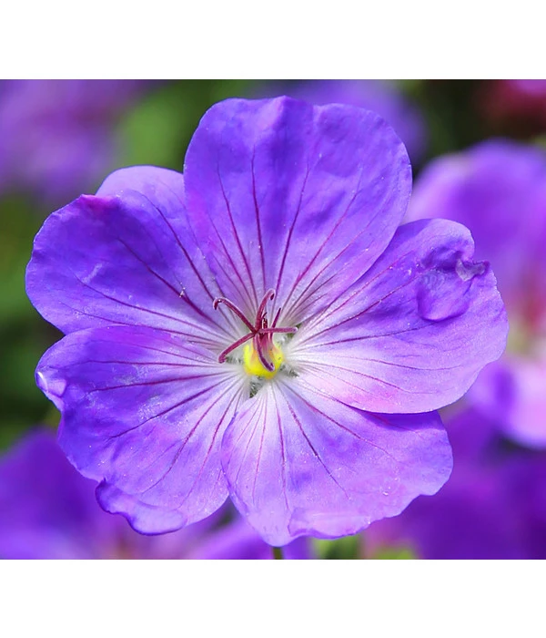 Storchschnabel 'Rozanne®' 3 Storchschnabel 'Rozanne®'