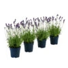 Duft-Lavendel 'Felice', 4er-Set 2 Duft-Lavendel 'Felice', 4er-Set -Garten Werk Zone 7805773 WE FS 001 LavendelpaketDuftLavendelAngustifoliaFeliceLavandula4Pflanzen