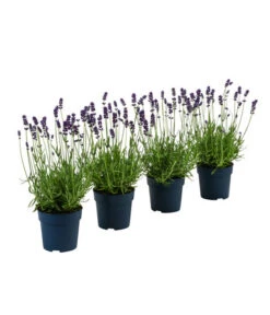 Ausgewählte Produkte 9 Duft-Lavendel 'Felice', 4er-Set