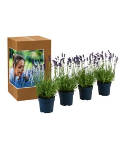 Ausgewählte Produkte -Garten Werk Zone 7805773 WE FS 002 LavendelpaketDuftLavendelAngustifoliaFeliceLavandula4Pflanzen