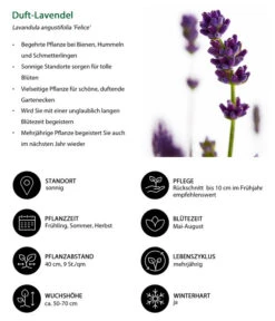 Duft-Lavendel 'Felice', 4er-Set 10 Duft-Lavendel 'Felice', 4er-Set -Garten Werk Zone 7805773 WE IG 001 DuftLavendel