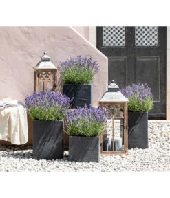Duft-Lavendel 'Felice', 4er-Set 9 Duft-Lavendel 'Felice', 4er-Set -Garten Werk Zone 7805773 WE MO 001 Lavendel 1