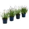 Lavendel-Set Lavendel-Vielfalt, 4-teilig 2 Lavendel-Set Lavendel-Vielfalt, 4-teilig -Garten Werk Zone 7805781 WE FS 001 LavendelpaketMixLavandula4PflanzenT12
