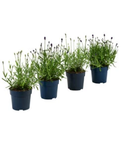 Ausgewählte Produkte 12 Lavendel-Set Lavendel-Vielfalt, 4-teilig