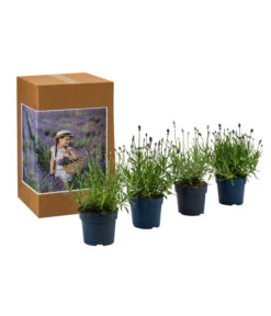 Ausgewählte Produkte -Garten Werk Zone 7805781 WE FS 002 LavendelpaketMixLavandula4PflanzenT12