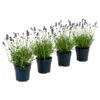 Dehners Bienen-Lavendel, 4er-Set 2 Dehners Bienen-Lavendel, 4er-Set -Garten Werk Zone 7805799 WE FS 001 LavendelpaketBieneBienenlavendelLavandula4PflanzenT12