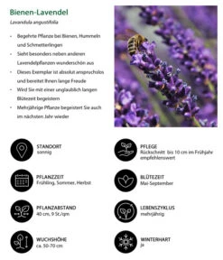 Dehners Bienen-Lavendel, 4er-Set 9 Dehners Bienen-Lavendel, 4er-Set -Garten Werk Zone 7805799 WE IG 001 BienenLavendel