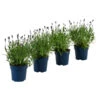 Schmetterlings-Lavendel 'Royal Blue', 4er-Set 1 Schmetterlings-Lavendel 'Royal Blue', 4er-Set -Garten Werk Zone 7805807 WE FS 001 LavendelpaketLavandulaSchmetterlingslavendel4PflanzenT12