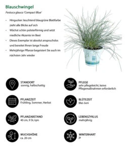 Gräser-Set Gartengräser, 4-teilig 7 Gräser-Set Gartengräser, 4-teilig -Garten Werk Zone 7805815 WE IG 001 BlauschwingelCompactBlue