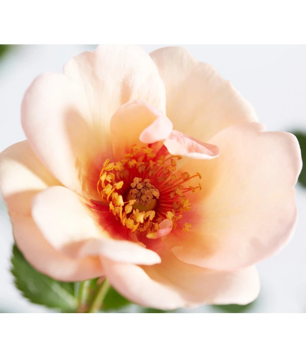 Persische Rosen, Verschiedene Farben 4 Persische Rosen, Verschiedene Farben – Bild 2