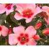 Persische Rosen, Verschiedene Farben 1 Persische Rosen, Verschiedene Farben -Garten Werk Zone 7815392 WE DE 001 RosaPersicaRosePersica4LAllgreenRet