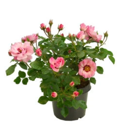 Persische Rosen, Verschiedene Farben 17 Persische Rosen, Verschiedene Farben -Garten Werk Zone 7815392 WE FS 001 BeetrosePersicaRosaPersicaAllgreenAngelEyes