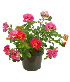 Persische Rosen, Verschiedene Farben 22 Persische Rosen, Verschiedene Farben -Garten Werk Zone 7815392 WE FS 005 BeetrosePersicaRosaPersicaAllgreenEyeToEye