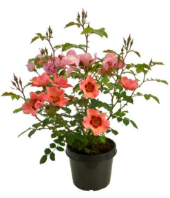 Persische Rosen, Verschiedene Farben 23 Persische Rosen, Verschiedene Farben -Garten Werk Zone 7815392 WE FS 006 BeetrosePersicaRosaPersicaAllgreenForYourEyesOnly