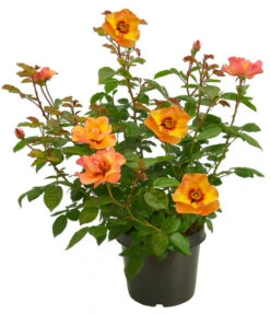 Persische Rosen, Verschiedene Farben 24 Persische Rosen, Verschiedene Farben -Garten Werk Zone 7815392 WE FS 007 BeetrosePersicaRosaPersicaAllgreenPersianSun