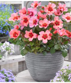 Persische Rosen, Verschiedene Farben 26 Persische Rosen, Verschiedene Farben -Garten Werk Zone 7815392 WE MO 001 RosaPersicaRosePersica4LAllgreen